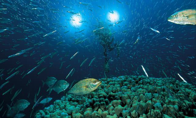 地球深的海底藏着什么?为何如此多的人有"深海恐惧"?