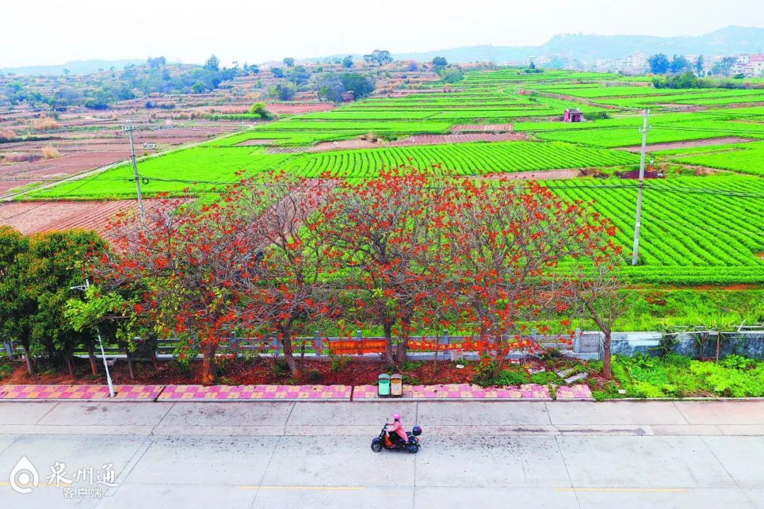 惠安山霞山腰村87岁老党员30年自掏腰包植树5000多株