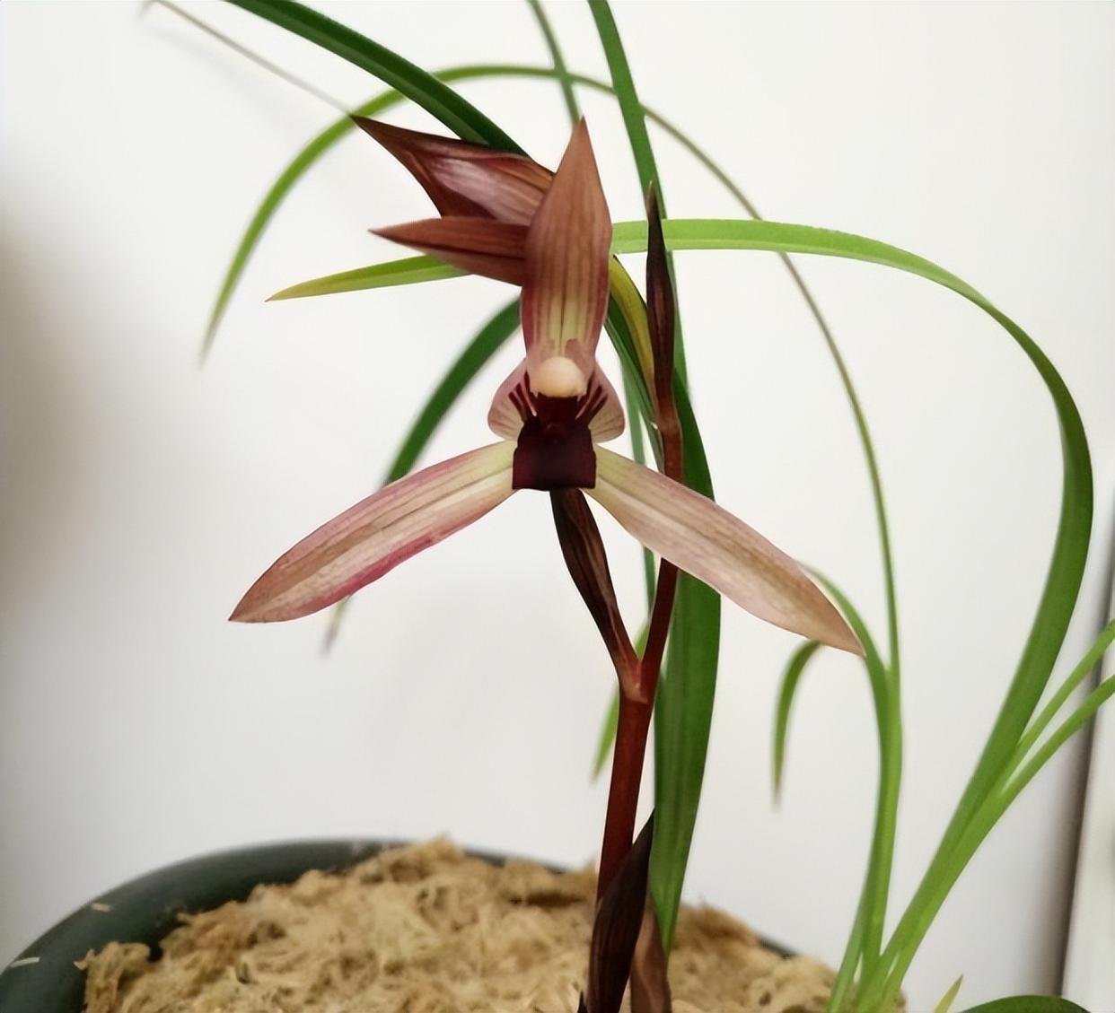 云南极品红素——滇红素,花色水红,兰香怡人,被誉为春兰之王