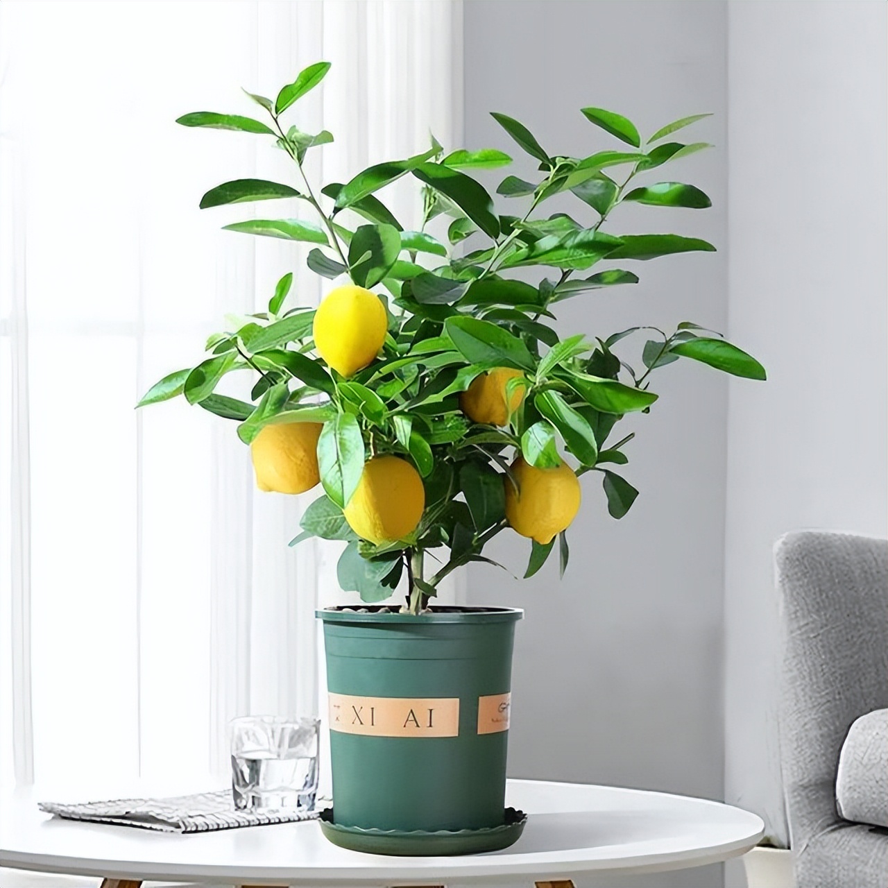 家里养盆柠檬树,四季都结果,满屋子香味,开花胜过香水