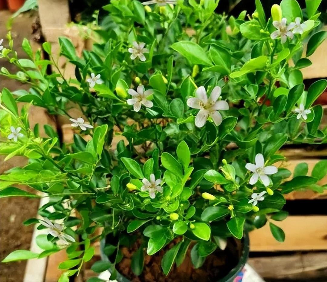 "香水皇后"在阳台放两盆,可以代替空气清新剂,关键是适合新手