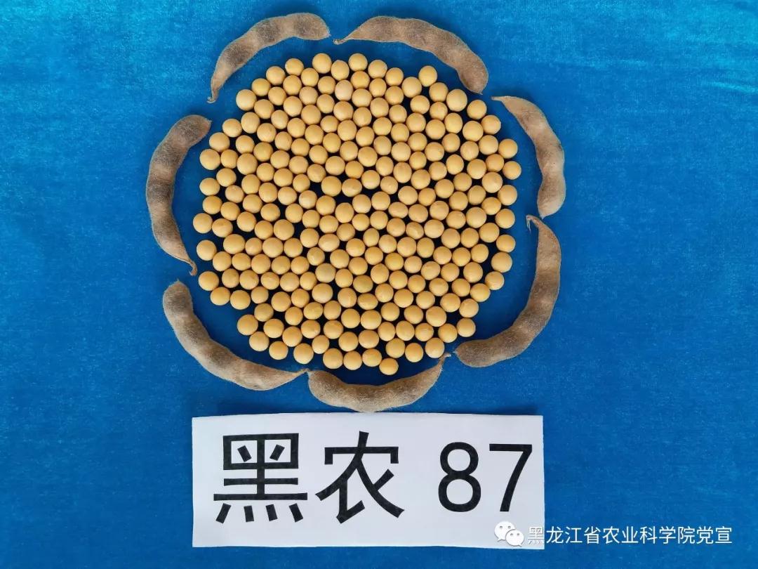 大豆种子黑农86图片