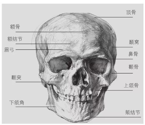 三庭五眼头部图片