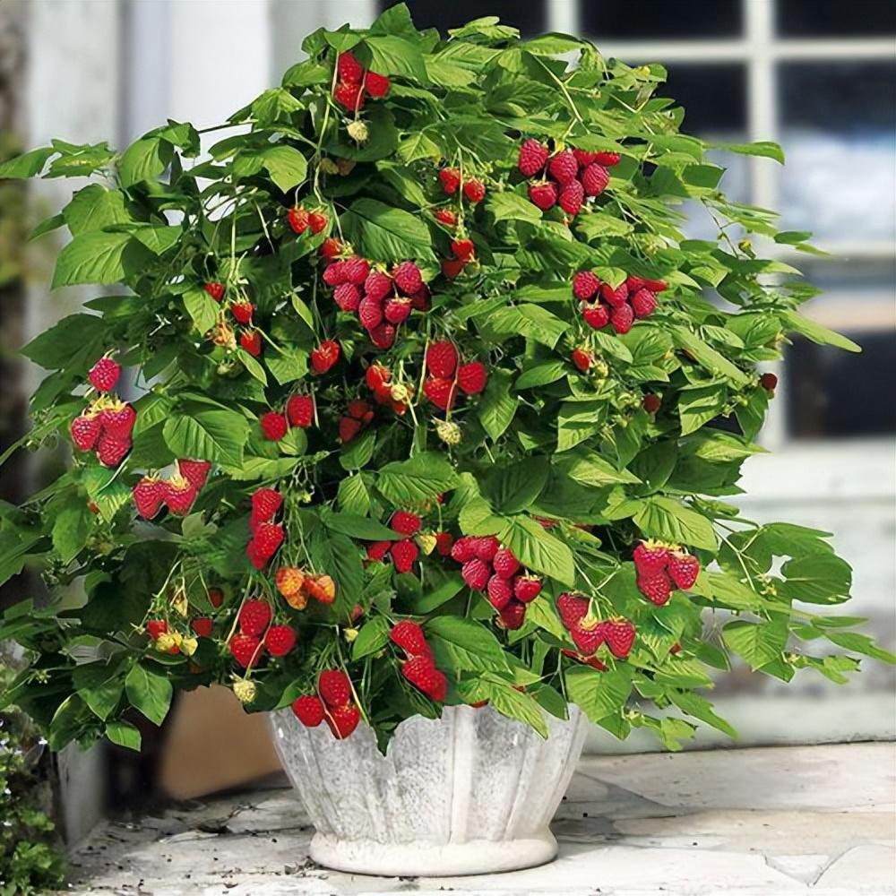 坚持这几点,盆栽养殖树莓,根茎叶长得快,果实美味可口