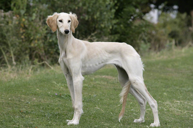 盘点狗界中的"腿精"们,它们的腿可能比你还长!