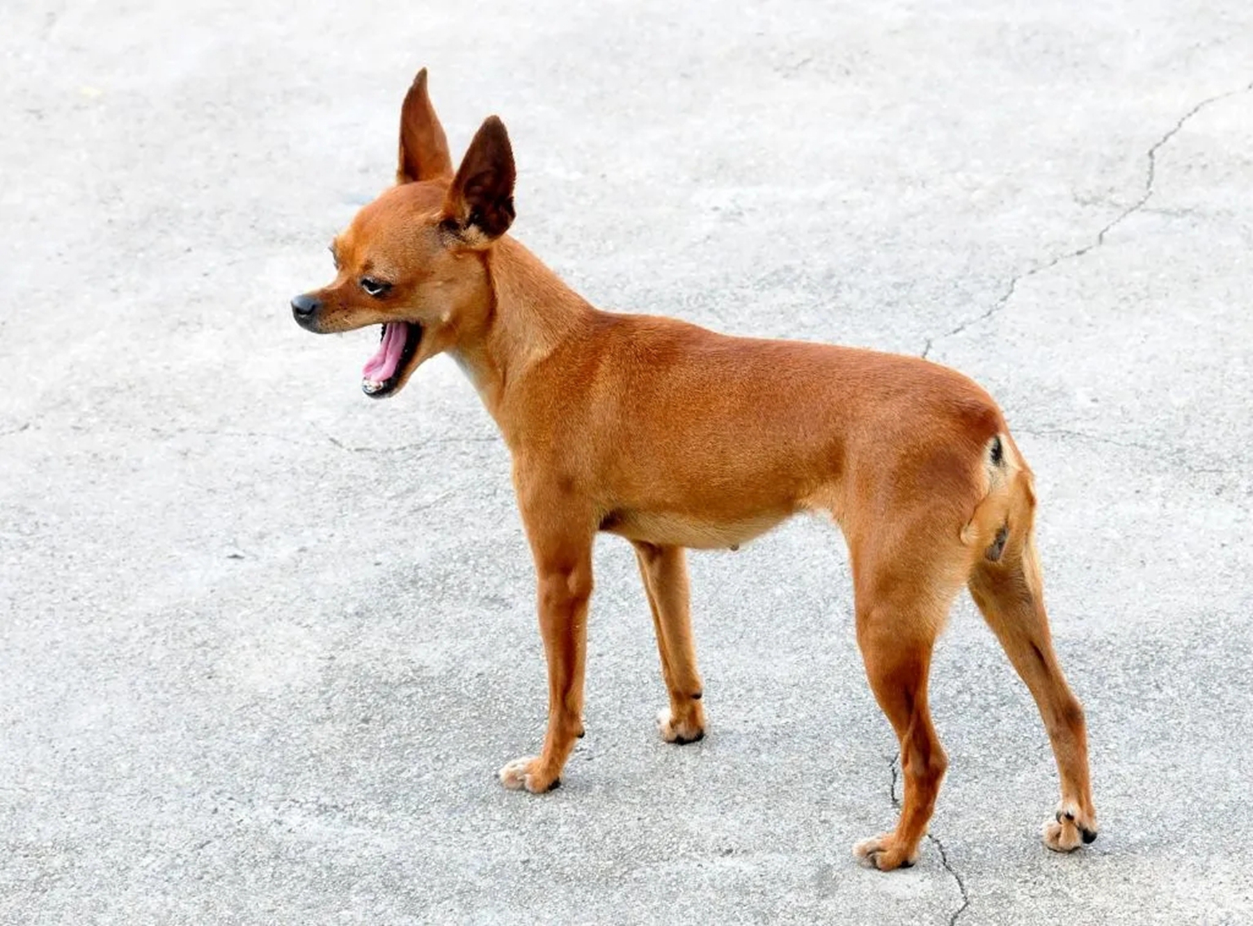 下垂大耳朵犬种大全图片