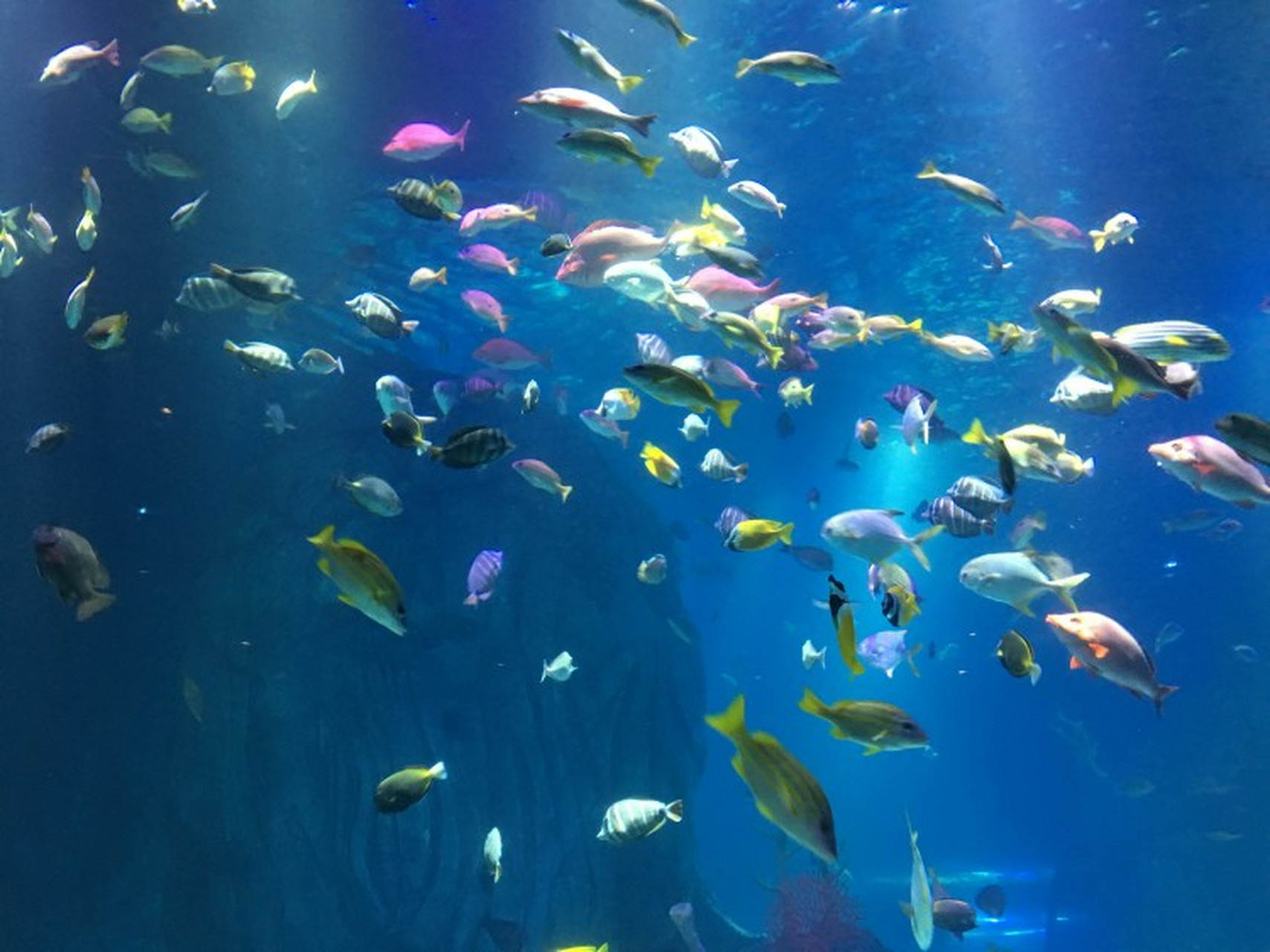 去重庆游玩四天三夜攻略及费用,是跟团好还是自己去好,跟团4日游多少