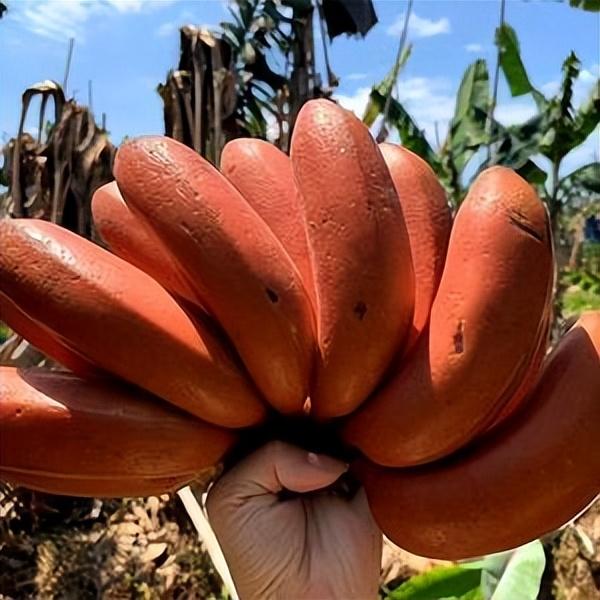 红皮香蕉果皮暗红香甜软糯香蕉中的贵族