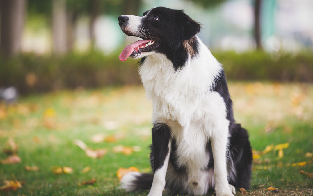 饲养边牧犬,还有这些好处?快来看看吧!