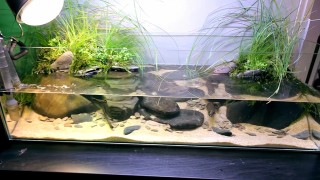 麝香龟的新家,为爱龟制作一个舒爽的水陆缸,水陆造景全过程