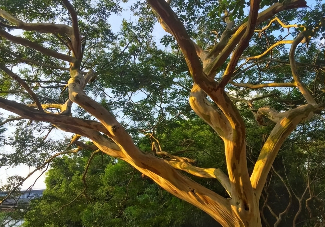 这种常见的绿化树怕痒,生长多年后还会"褪去"树皮——紫薇