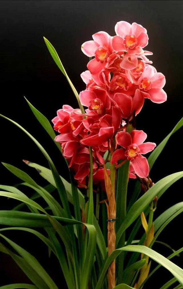 家里养这三种花,房间变干净,旺家好运来,你值得拥有