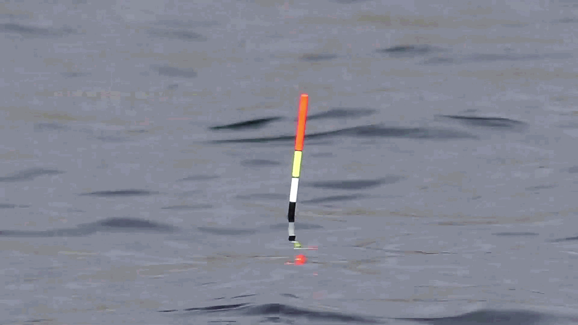 学会鲫鱼的这五种吃口漂相钓任何水域都不怕