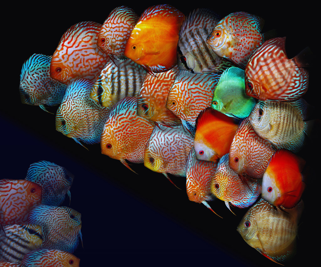 七彩鱼繁殖细节图片