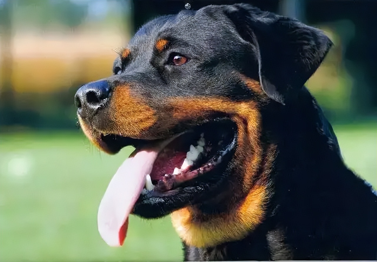 不认识护卫"三剑客,你还敢说喜欢护卫犬?