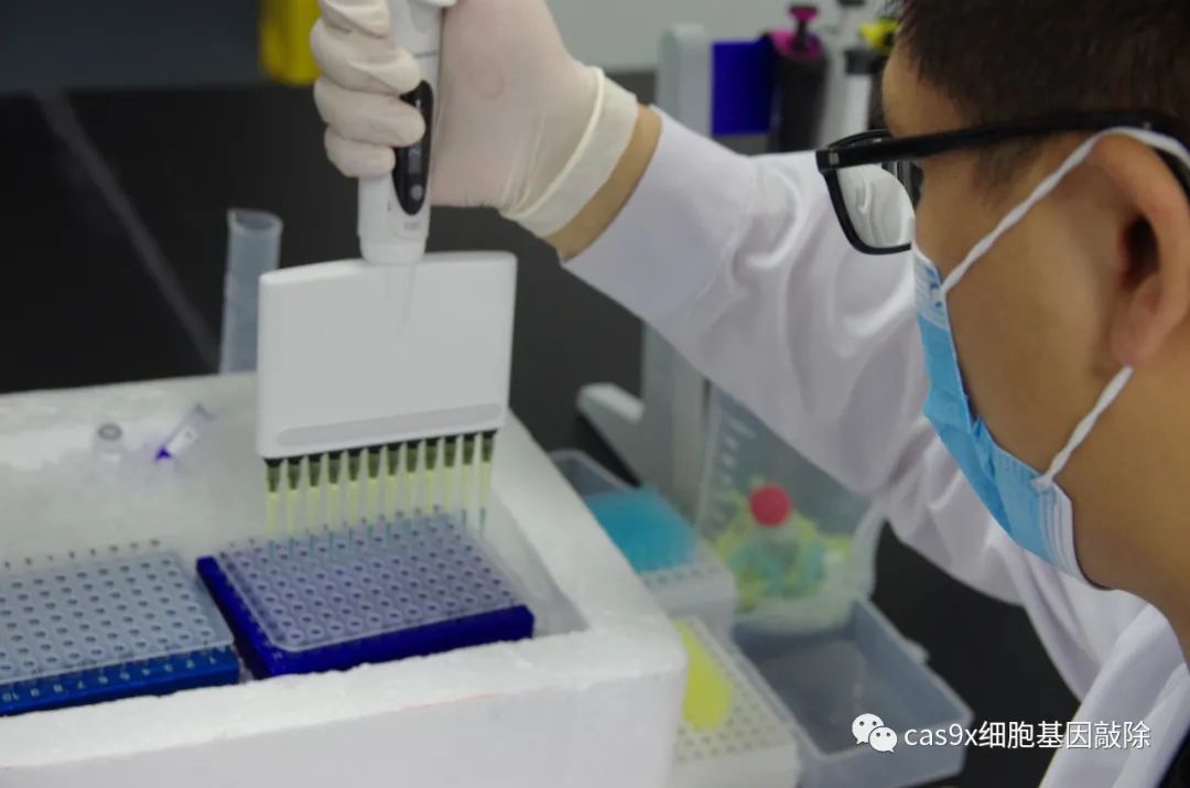 wb实验问题总结(western blot蛋白质印迹)