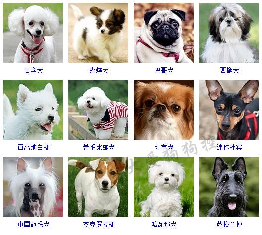 最全狗狗种类图片,尽在这里!