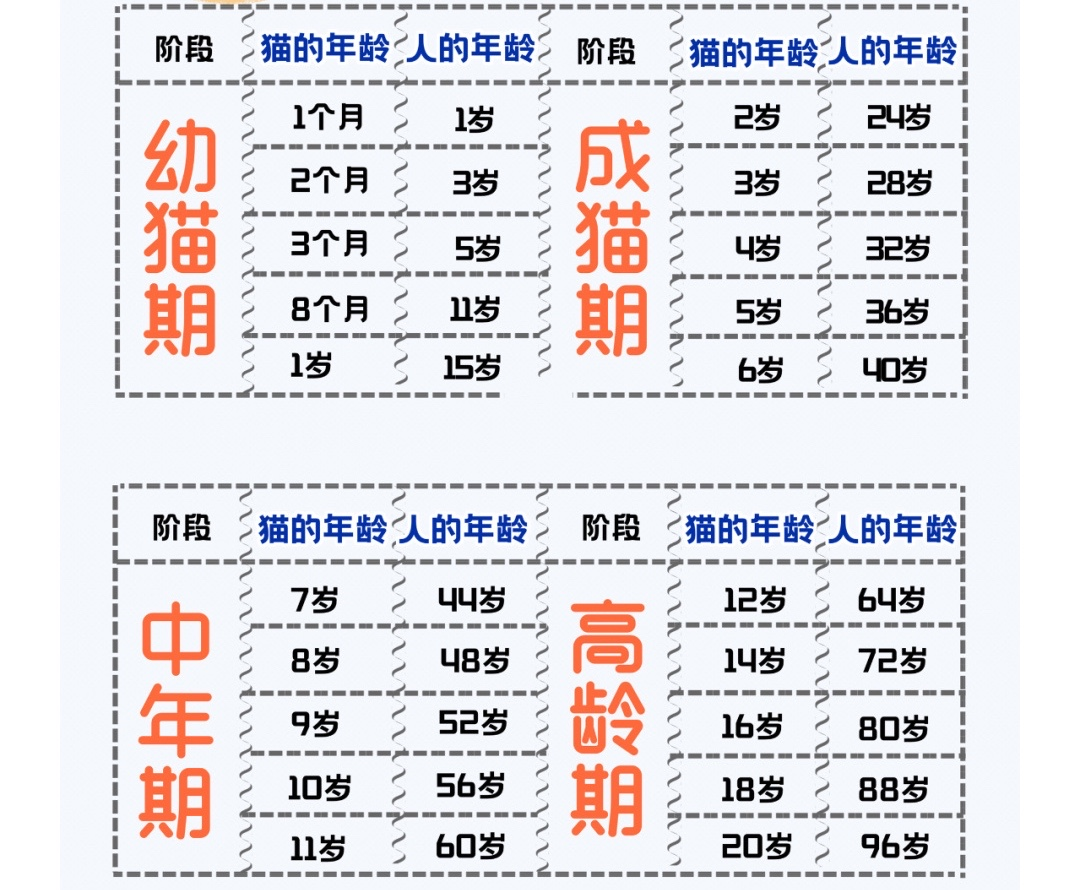 猫咪年龄对照表图片图片