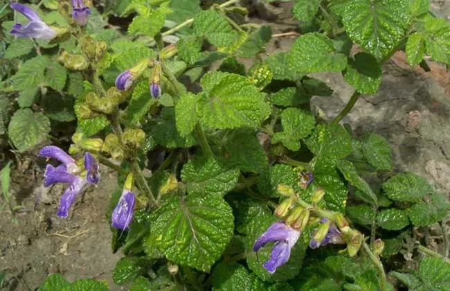 农村孩子爱吃的"蜂糖罐",它可不是普通野草,而是紫丹参