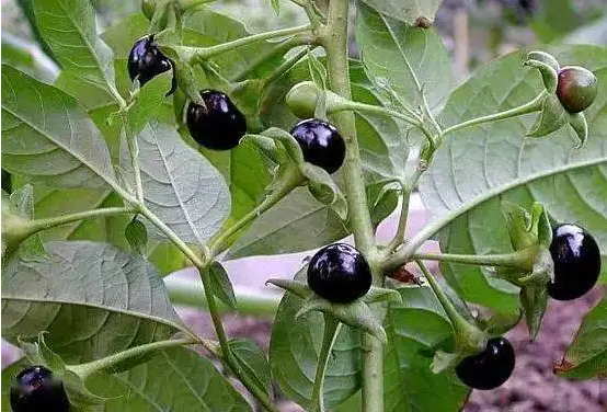 盤點世界最毒的十種花卉植物:快來看看你家有沒有!