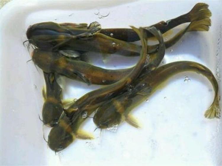 黄辣丁鱼在家里怎么养?