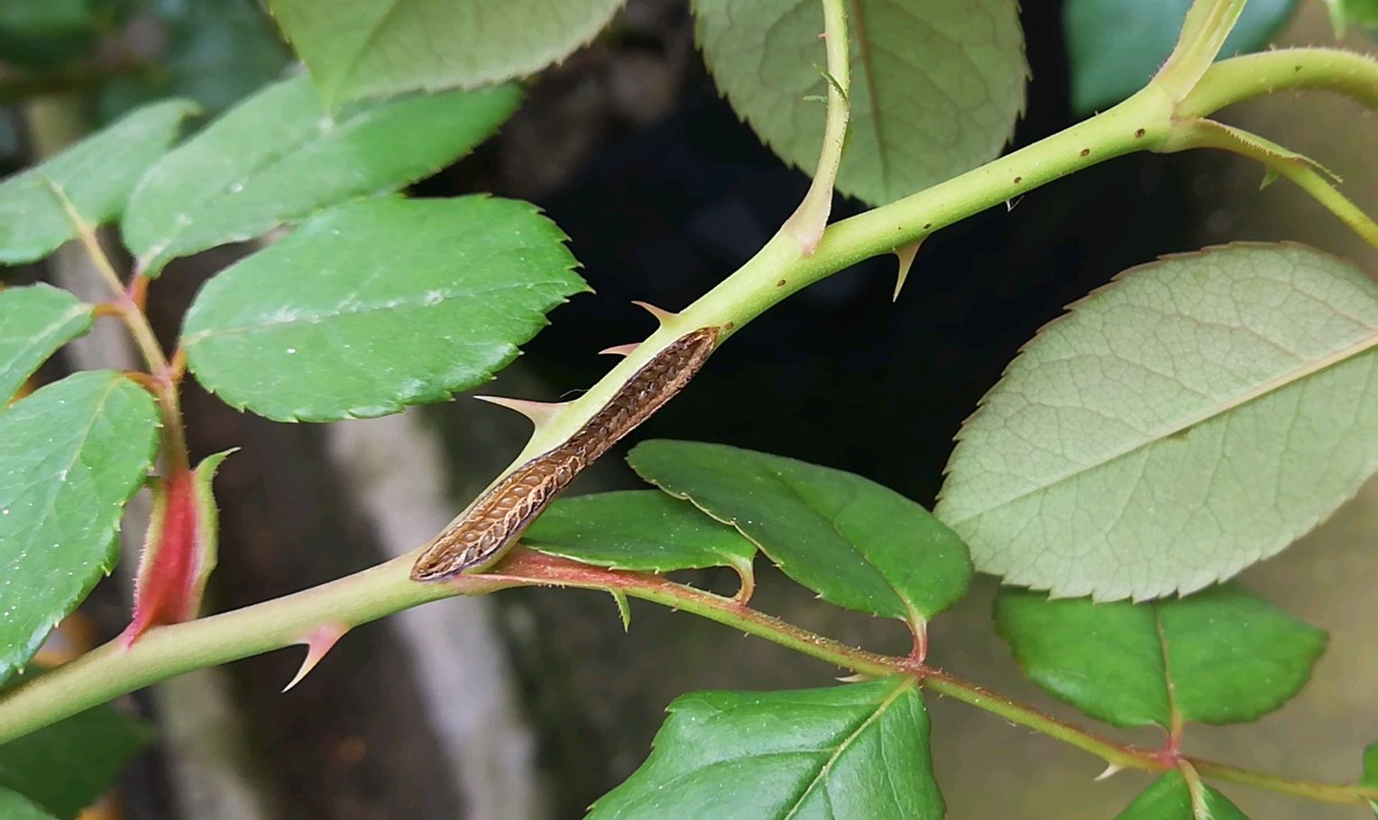 夏季养月季花盆栽,你认识叶蜂虫害吗?看图识别叶蜂和茎蜂