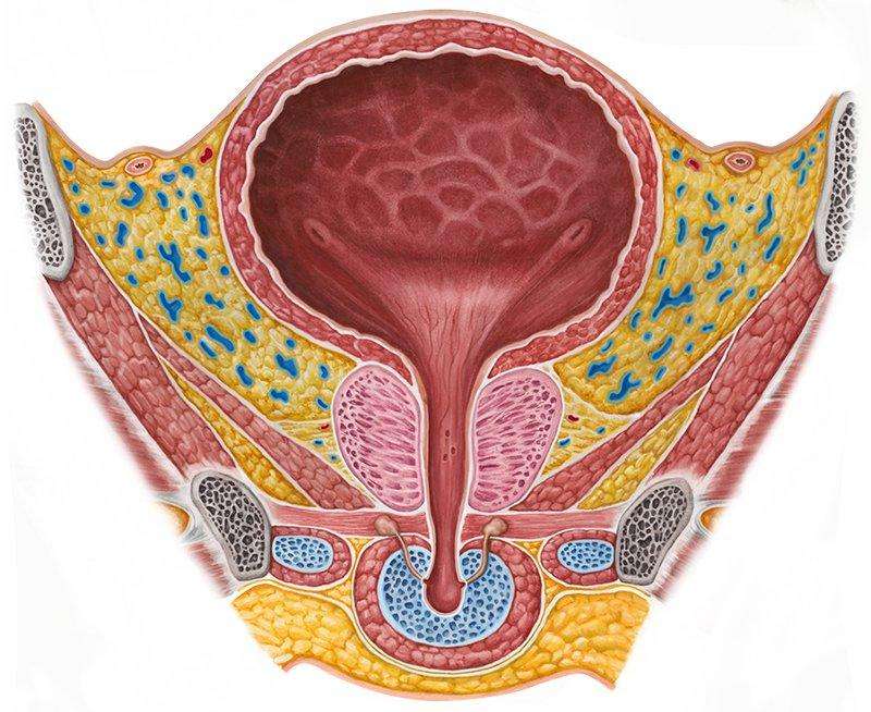 女性尿道口长很多粒粒图片