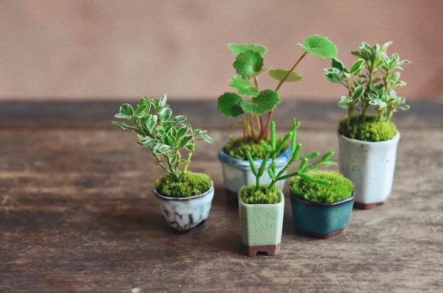 日式美学"迷你盆栽"