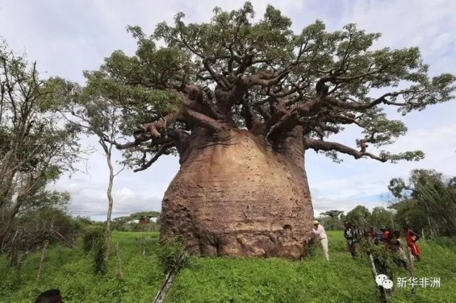 世界上最厚的树——猴面包