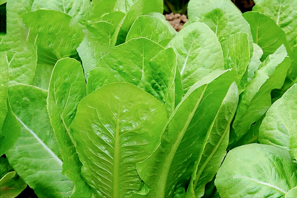 10月份可以种孔雀菜吗