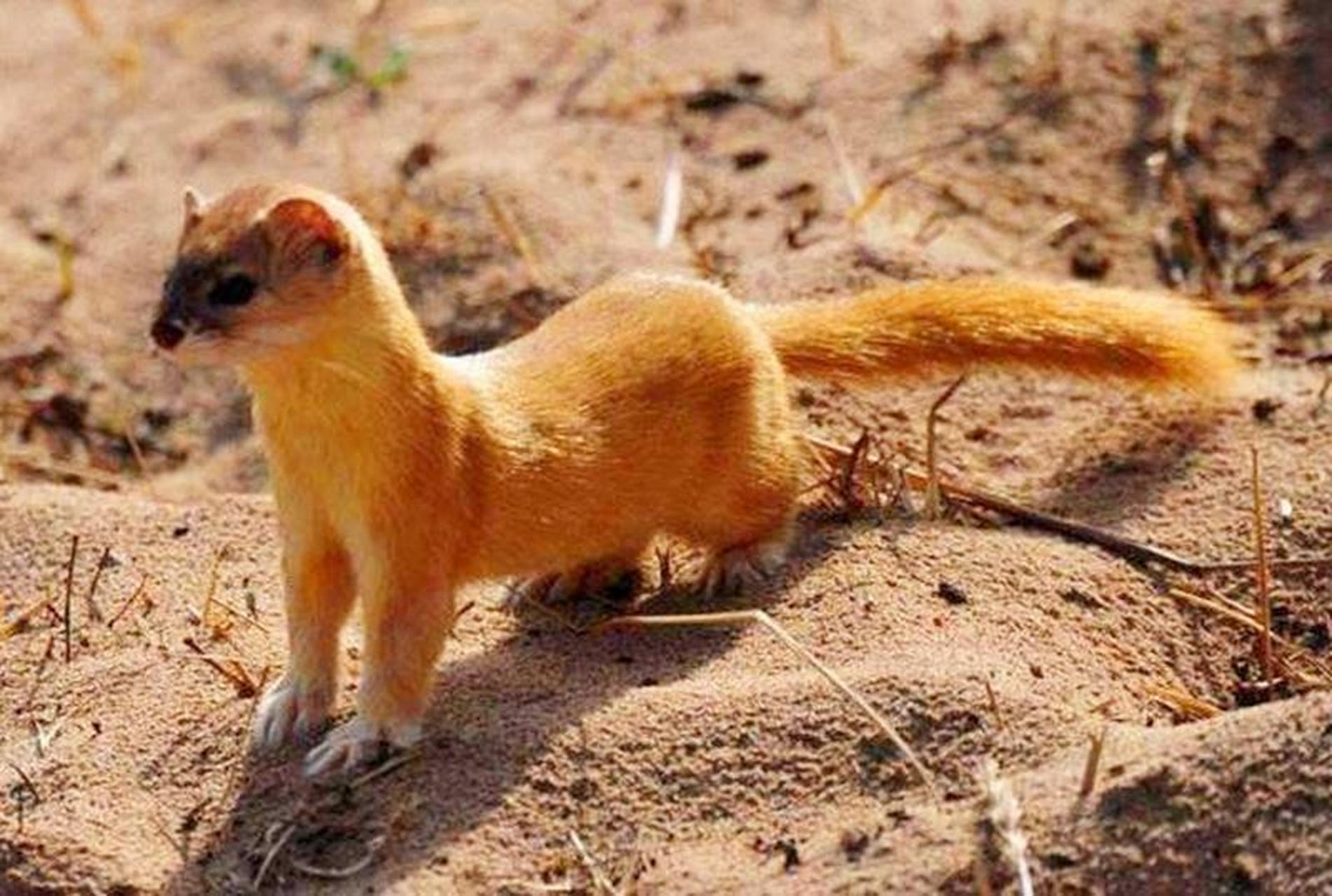 老道士将黄鼠狼封在枯井中,让它得以获得救赎.