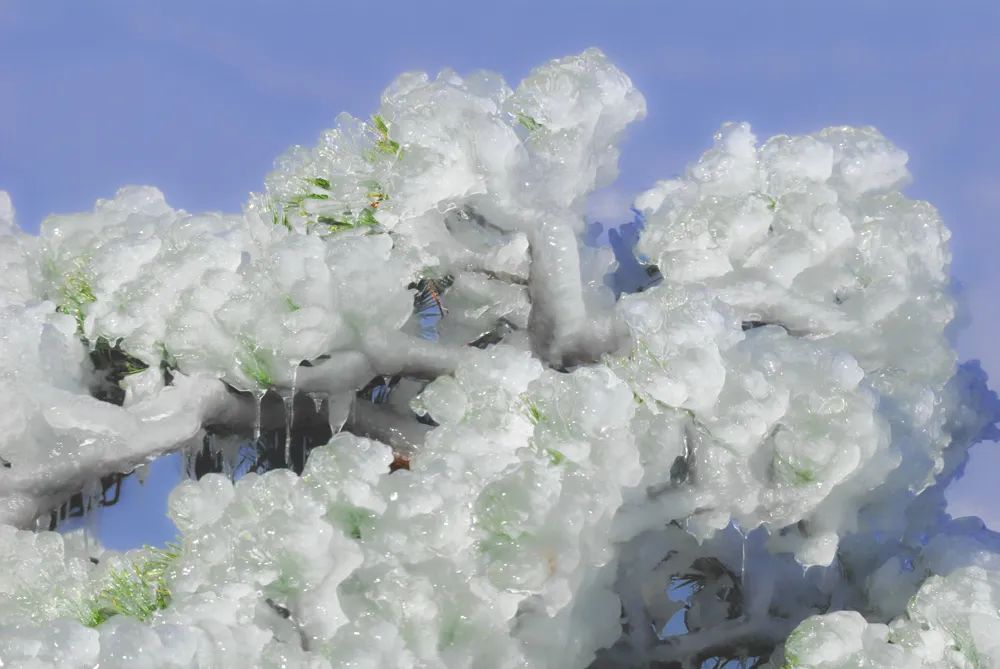 大别山的雪之小品二树上挂冰凌!