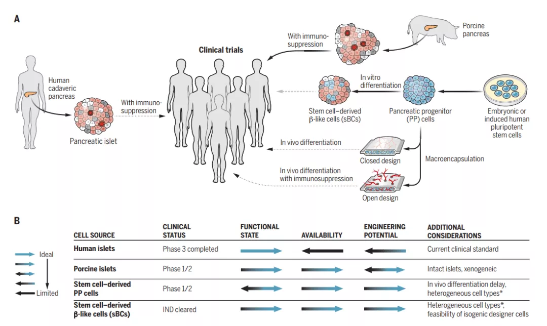 干细胞在糖尿病领域展望:mscs到ipscs,再生医学的自我颠覆之路