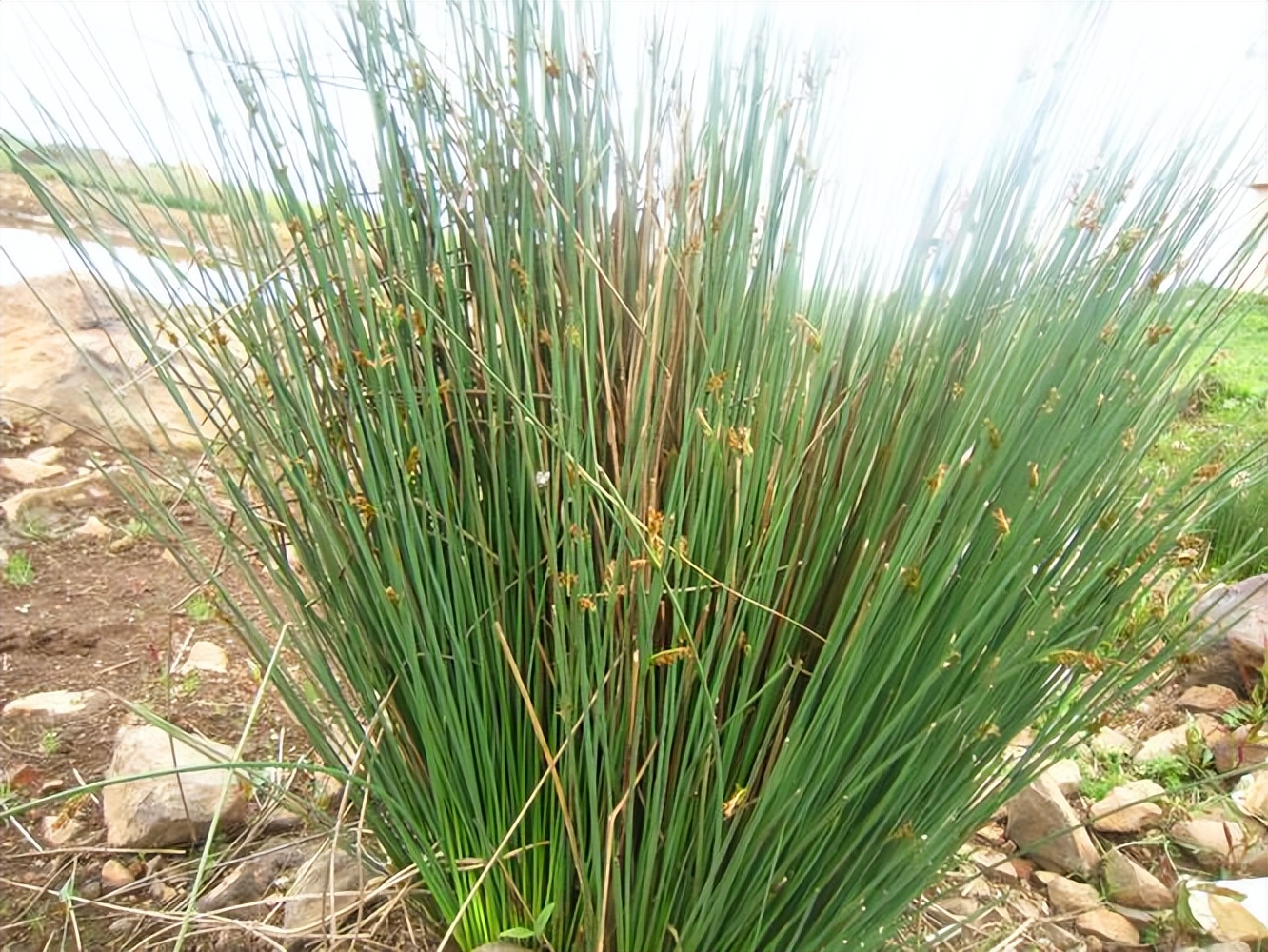 无枝无叶的野草,人称灯心草,草席草,上火牙痛就用它,叫牙痛草