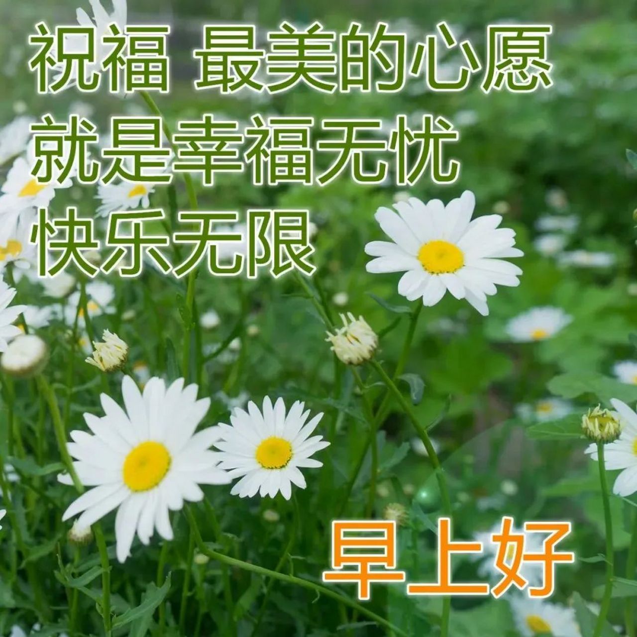 清晨暖心早上好图片表情祝福语录,早上好祝福语动态美图 1,单身是件会