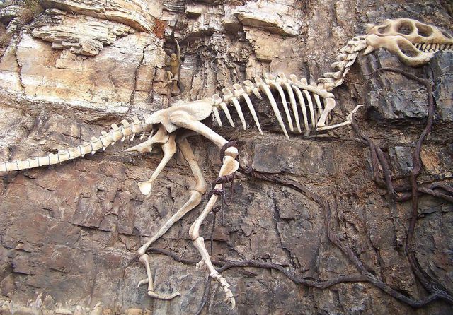6500万年前的恐龙,意外发现头部15mm的弹孔,这一枪是怎么来的