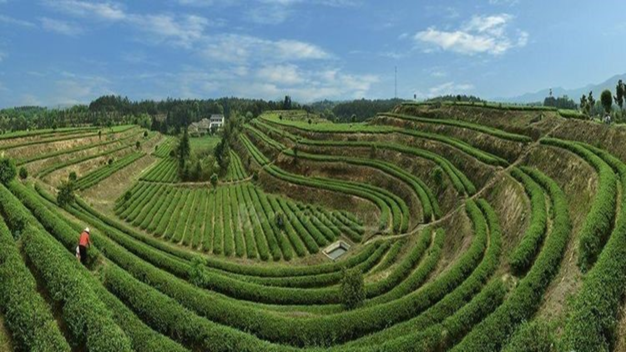 福建省晋江市金井镇湘丰村——湘丰绿茶-产业融合