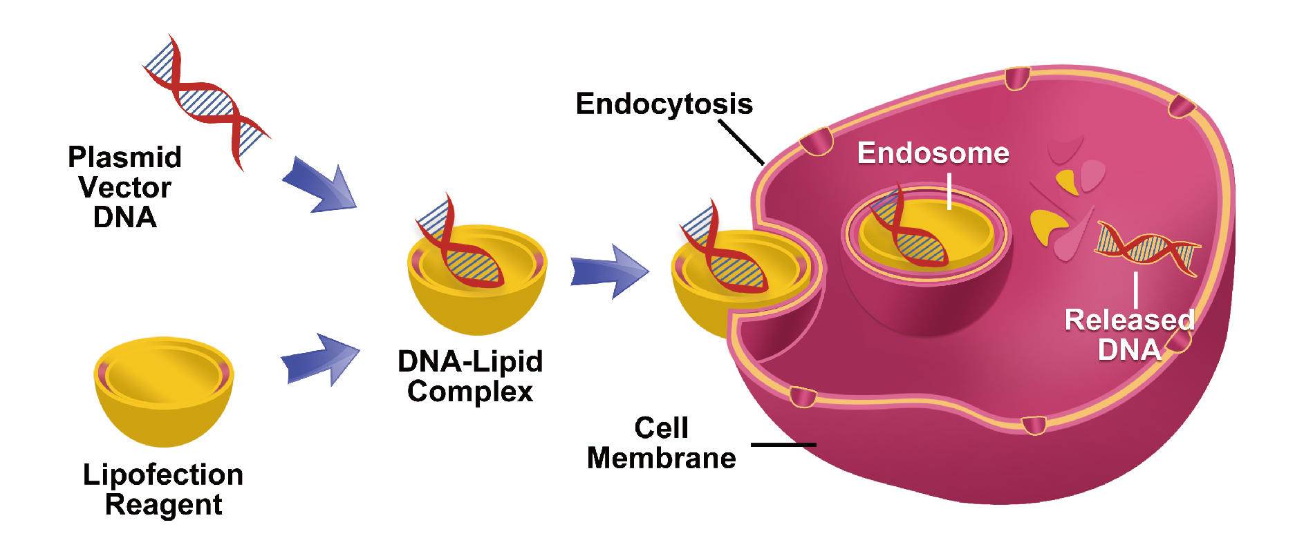 细胞转染怎么做?