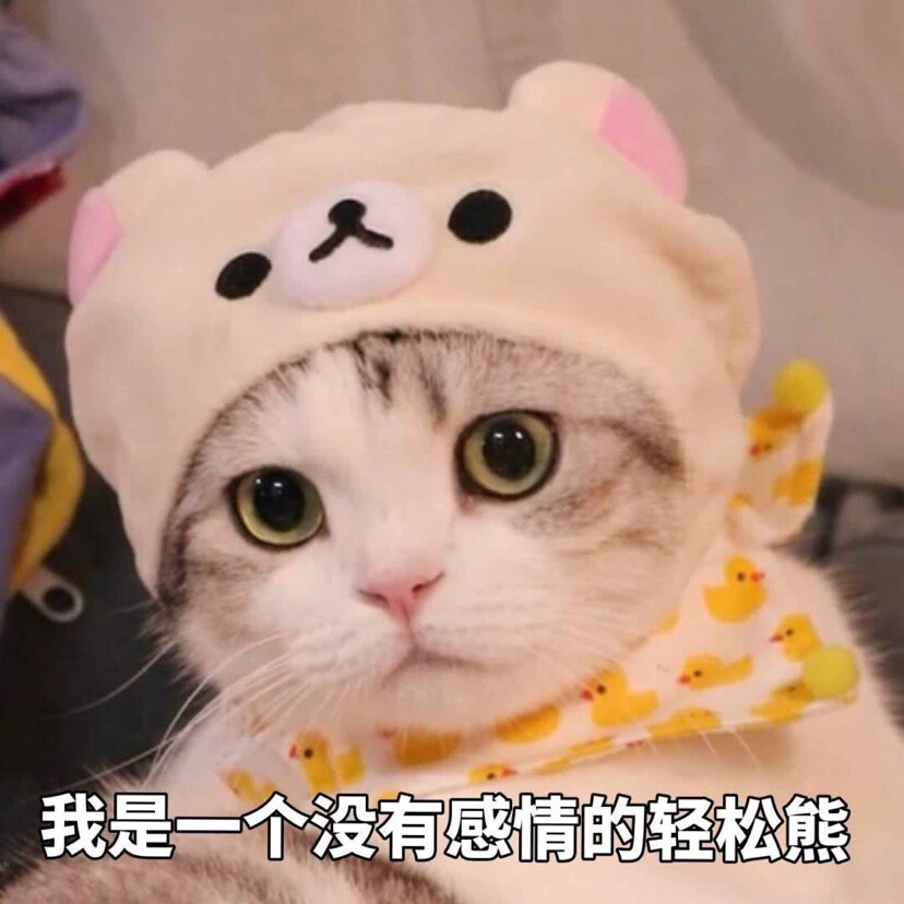 猫咪的性别不同,性格,体质,长相等等各方面都不同.