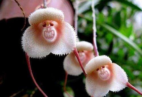 100种状如其名的奇花异草,太有意思啦!