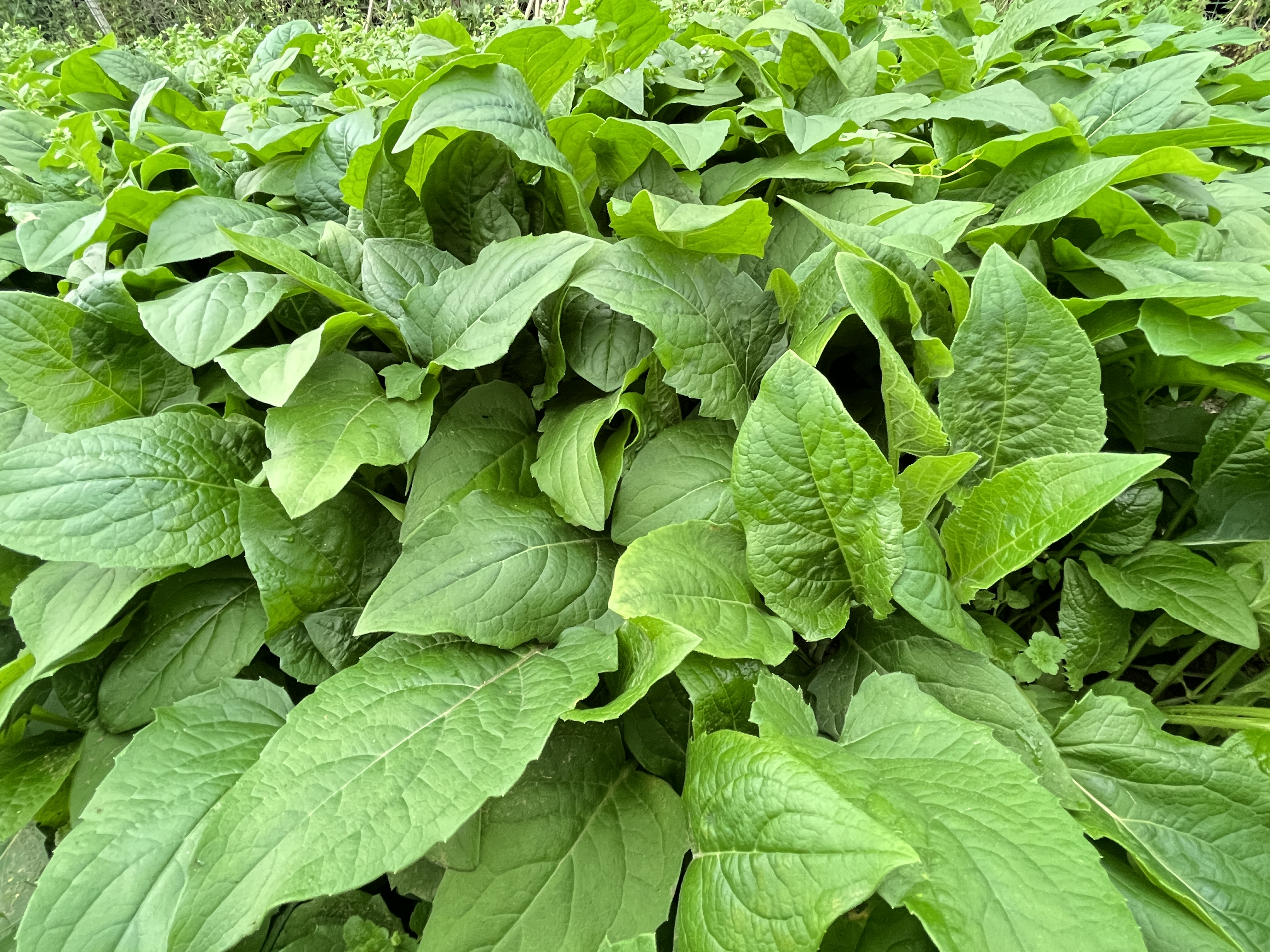 亩产10~15吨草,串叶松香草夏季能播种吗?如何种植种子发芽快?