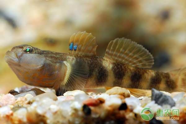 虾虎鱼产地在哪?虾虎鱼有哪些常见品种?