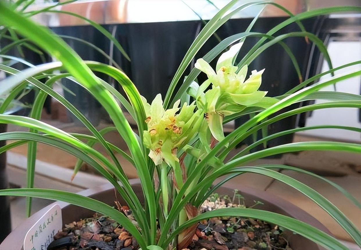 它是春兰"香花之王",兰香浓郁,花型奇特,如若没有,抓紧入手