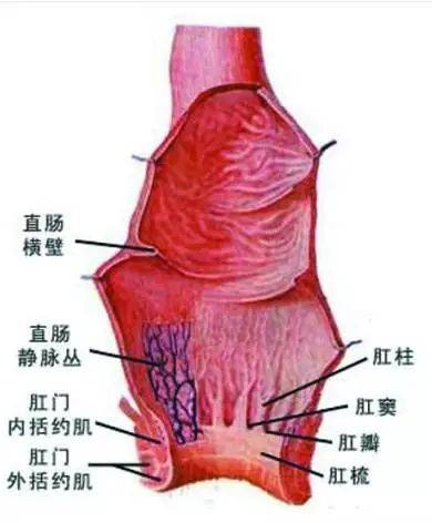 肛窦炎的位置图片