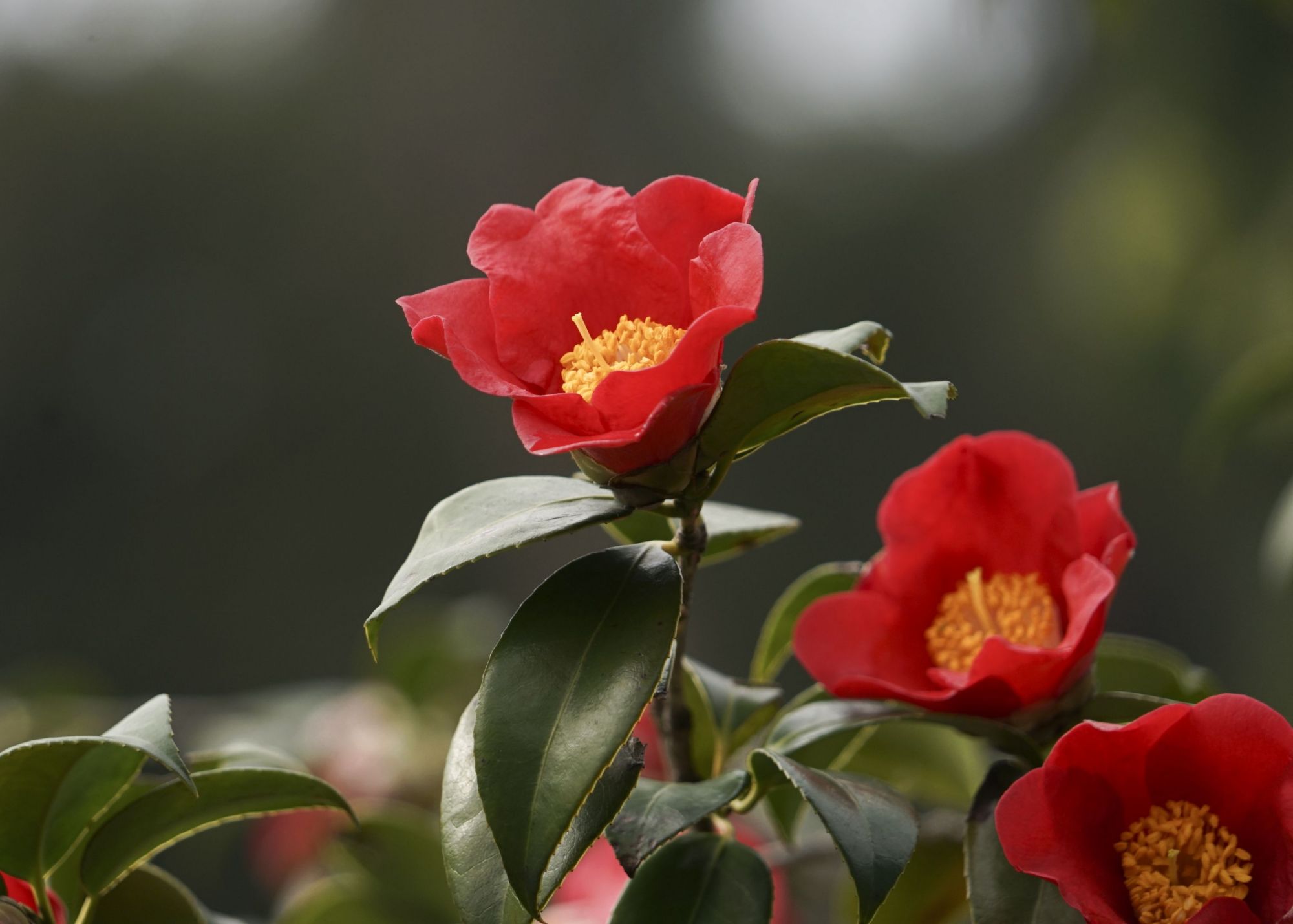 冬天开花的花图片