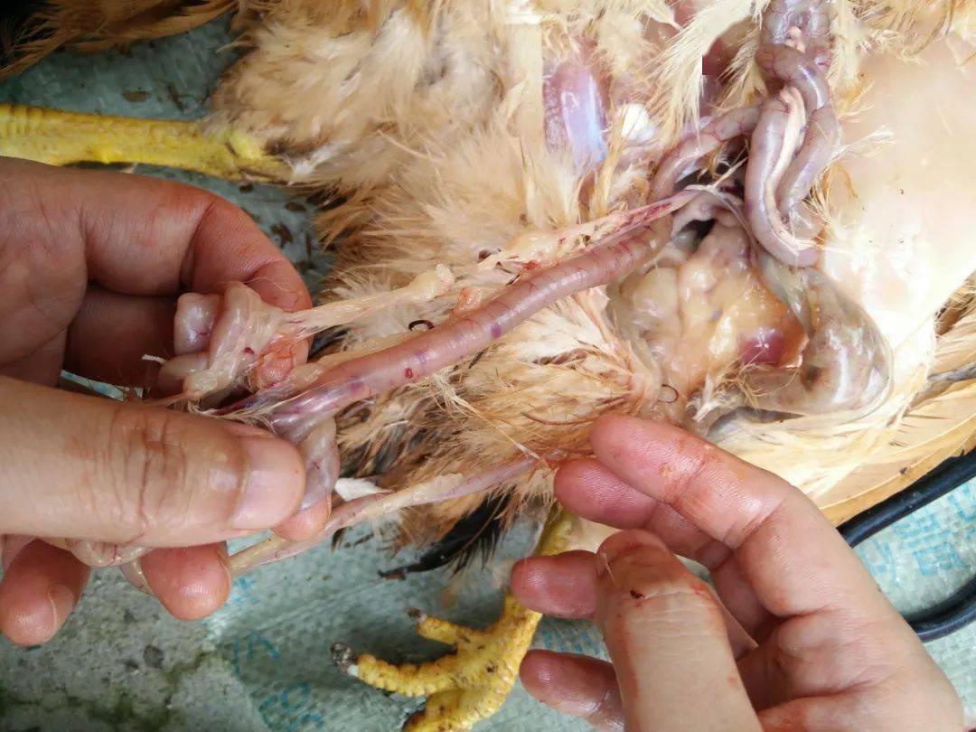 鸡盲肠炎的症状图片图片