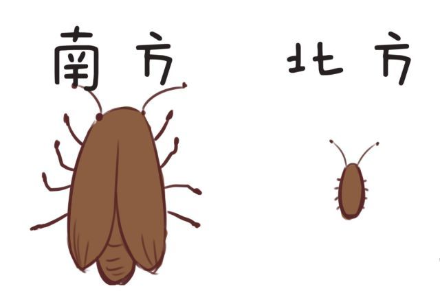 在家如何灭蟑螂?学会这个小妙招,只需放上"它",一晚上灭干净