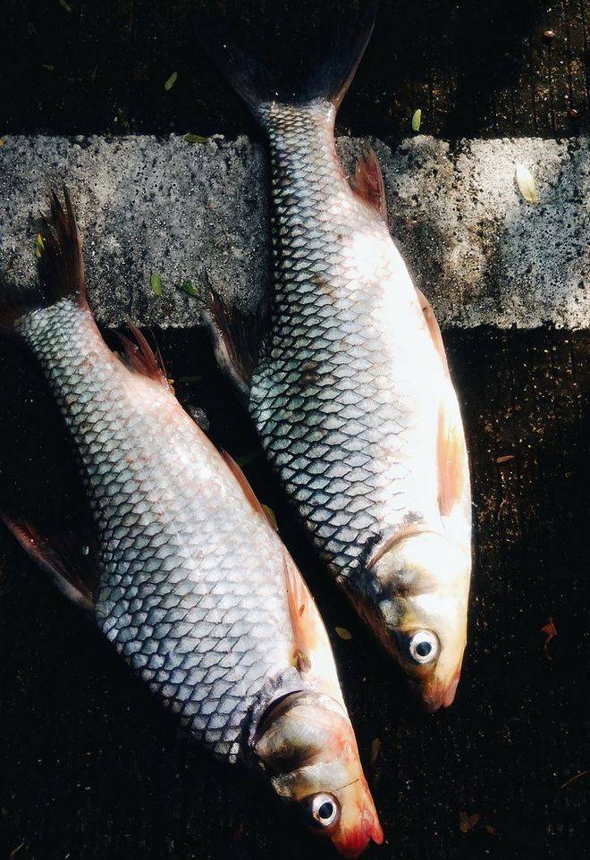 青鱼和草鱼的区别?分清楚,做菜就容易多了!