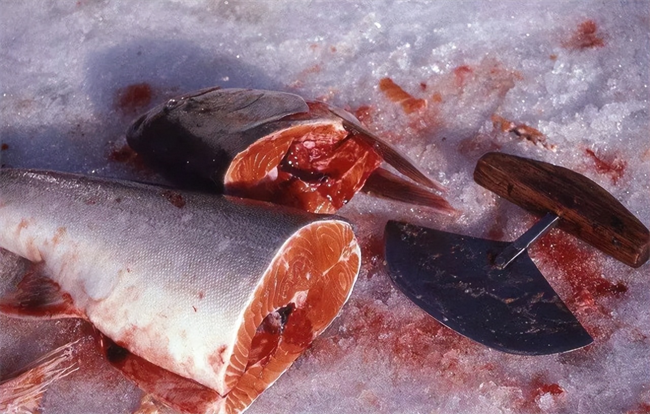 盘点因纽特人的奇葩美食,大肠刺身生腌海雀,比鲱鱼罐头还臭百倍