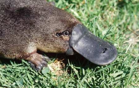 澳大利亚冷知识——奇特的生物和地理,绝对和你想象中不一样